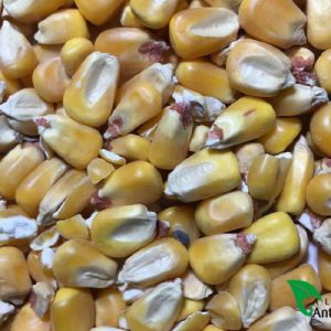 MAIZ EN GRANO