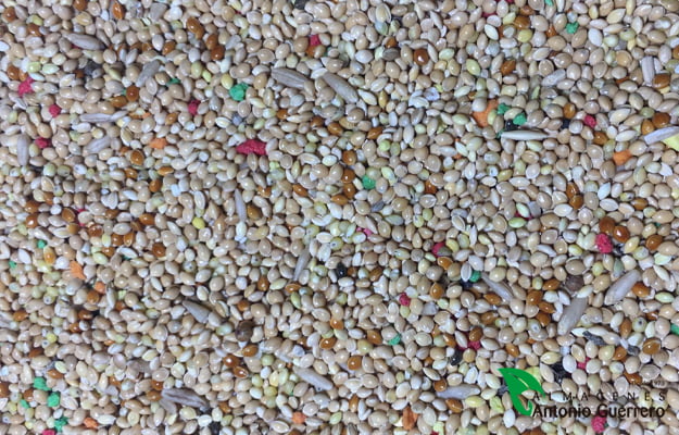 MIXTURA DE PERIQUITOS